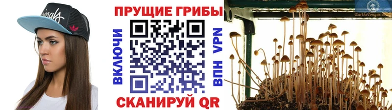 наркота  Ковылкино  Псилоцибиновые грибы Psilocybe 